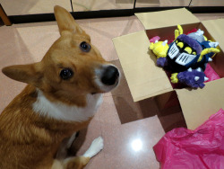 ceryskitty:  wafflethecorgi:  Waffle is so confused by this Bob plush invading his home. He went from “What is it?” to “Can I eat it?” and finally “Please don’t replace me, mommy!” *puppy eyes* Bob the Insecticon plush made by the super