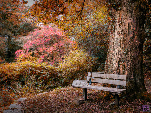 lovewales:Bryngarw Country Park  |  by Purple OneTwoEight