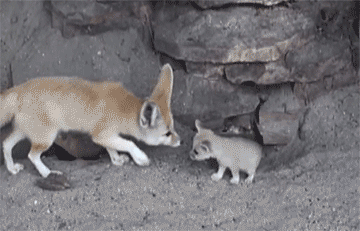 thefrogman:  [video] 
