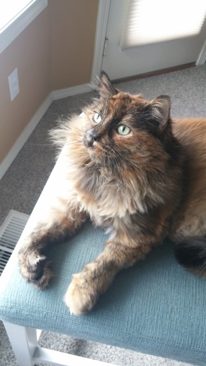 This is Tara. She’s can’t clean herself, so the first picture is her right after we shav