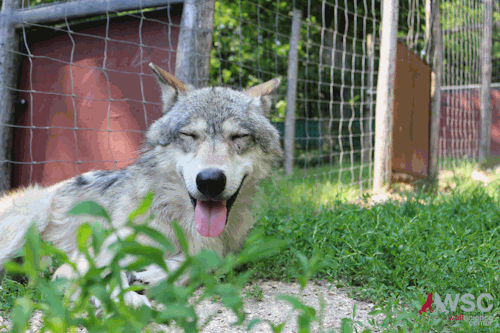 Summer has returned to Ernstbrunn and our wolves have switched...