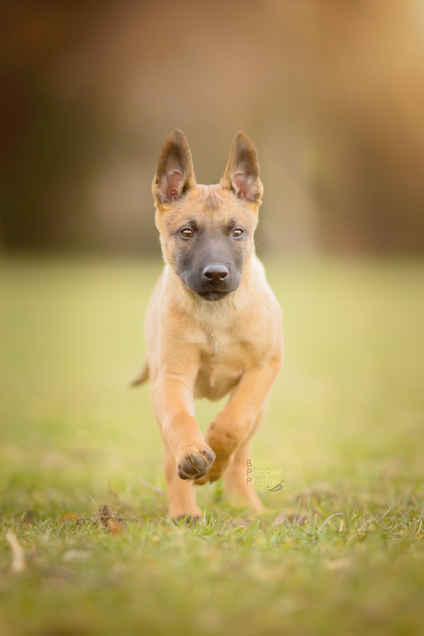 blackpepperphotos:  Cutiepie Paco, 9 weeks old Malinois puppy. Sharp little raptor