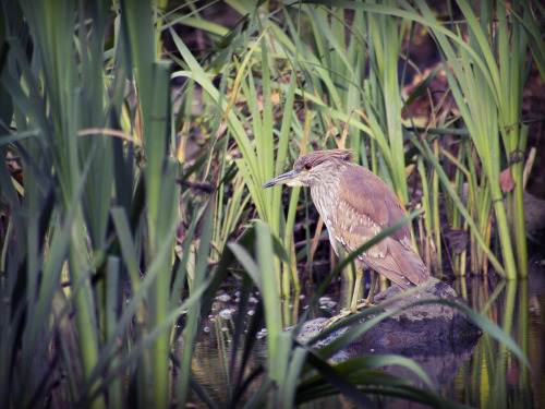 These two photos are of Black-crowned night heron’s. The heron above is a mature, adult heron.