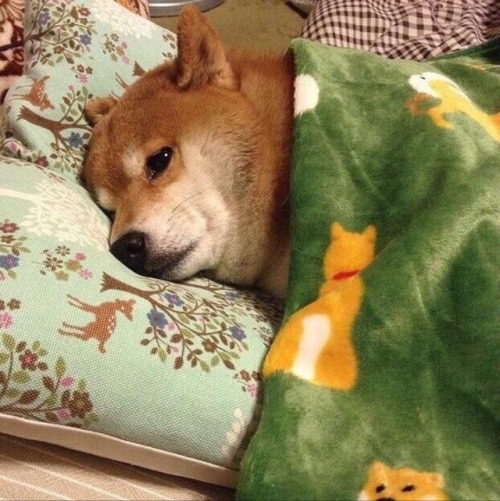 babyanimalgifs:  Two actual pictures of me showing my everyday life…