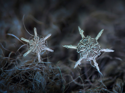 inkxlenses:Snowflake Macro Photography | by Alexey Kljatov