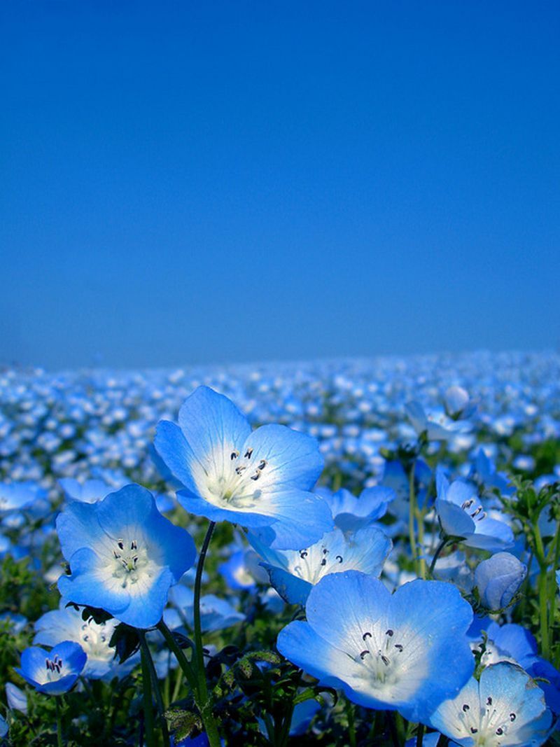 odditiesoflife:  Dreams in Blue Each year these blossoming blue fields attract thousands