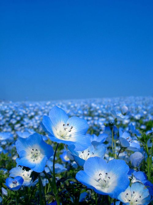 odditiesoflife:Dreams in BlueEach year these blossoming blue fields attract thousands of tourists. H