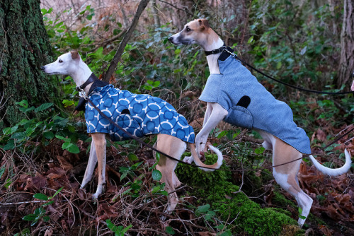 whippetsgabriola, bc