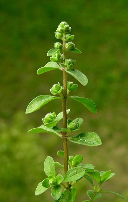 themori-witch: wildwoodherbalist:  Marjoram &amp; Lemon Balm facial solution for calming and fig