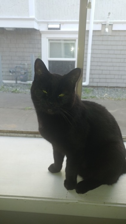 pumpkin-bread: Happy International Cat Day from Ranger with his freshly medicated, but still owwy, i