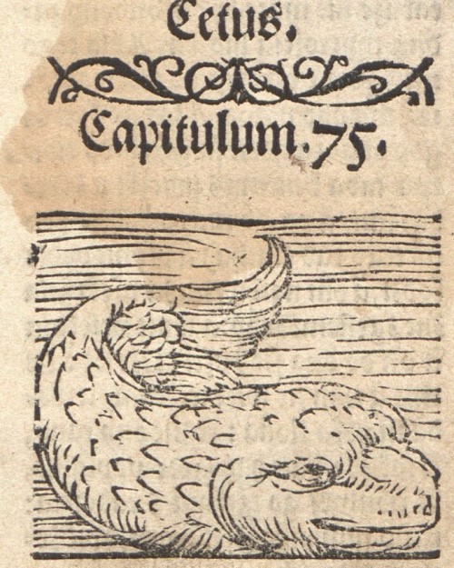 Whale (!) from Stefan Falimirz O ziołach y moczy gich (Kraków 1534).Source: Polish National Library 