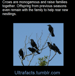 ultrafacts:American crows are monogamous
