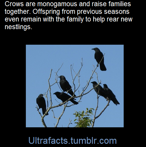 Porn ultrafacts:American crows are monogamous photos