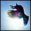 serenhawk