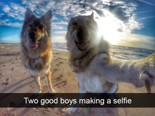 animalsnaps