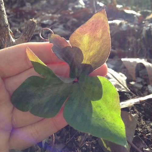 Sharp-lobed hepatica should be ready to pop before too long here. 