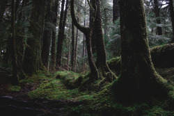 amandakaynorman:  Sol Duc Falls Trail Olympic