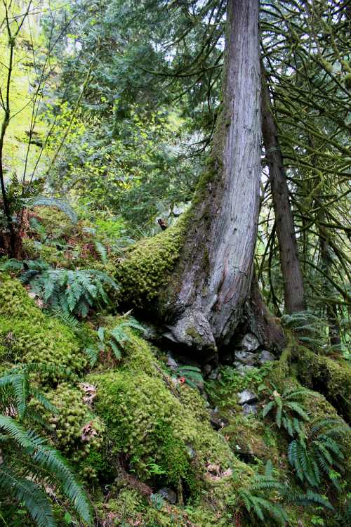 quiet-nymph:◈ Pacific Northwest photography by Michelle N.W. ◈ ◈ Print Shop ◈ Blog ◈ Flickr ◈ ◈ Plea