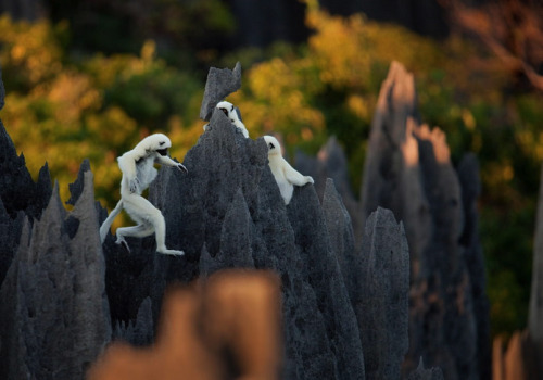 nubbsgalore:  tsingy de bemaraha national park, a unesco world heritage site in western madagascar, is home to lemurs who, with thick pads on their hands and feet, navigate this six hundred square kilometer labyrinth of three hundred foot tall razor sharp