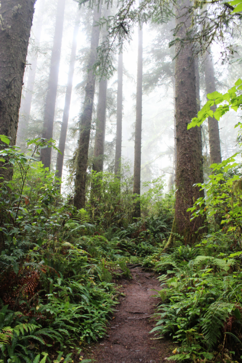 bright-witch: Persephone’s Sanctuary ◈ Pacific Northwest photography by Michelle N.W. ◈ ◈ Prin