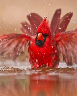 our-amazing-world:  Northern Cardinal Amazing