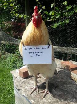 jabberwockypie: fade-steppin:  thefingerfuckingfemalefury:  arellasmercy:  chickenfluffbutts: chicken shaming  @kedreeva   SHAME THE BIRBS  ive had this picture saved to my computer for years for just an occasion such as this.  @deadcatwithaflamethrower