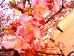 rinmari:  ピンク色　河津桜 