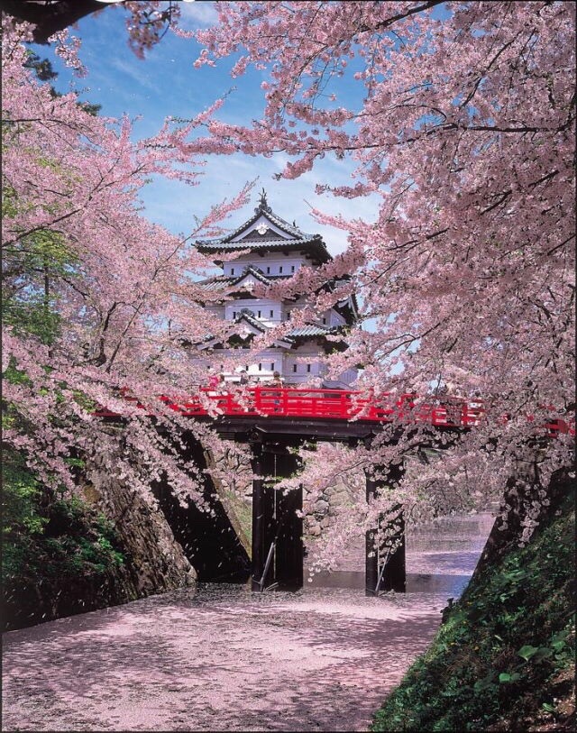 zekkei-beautiful-scenery:  Cherry blossoms in Japan  Sakura is a part of Japanese