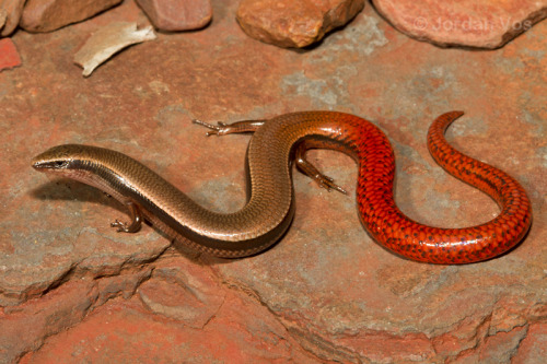 terranlifeform:Pilbara flame-tailed slider (Lerista flammicauda) in Pilbara, AustraliaJordan Vos