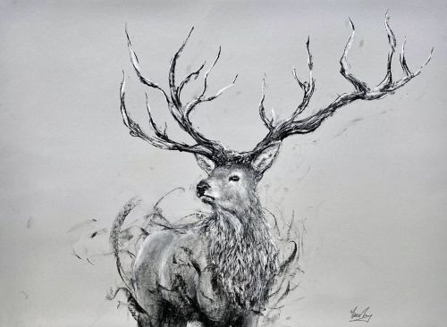 Elk (22” x 30”), charcoal on paper, commissioned work-------#drawing #fineart #charcoal #carandache 