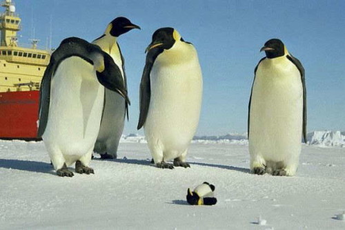 Emperor Penguin (Aptenodytes forsteri)© sh.watanabe
