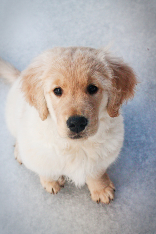 littlebluesmoothie:how can u resist??