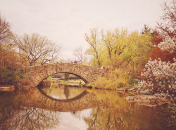sitoutside:   Central Park - Cherry Blossoms