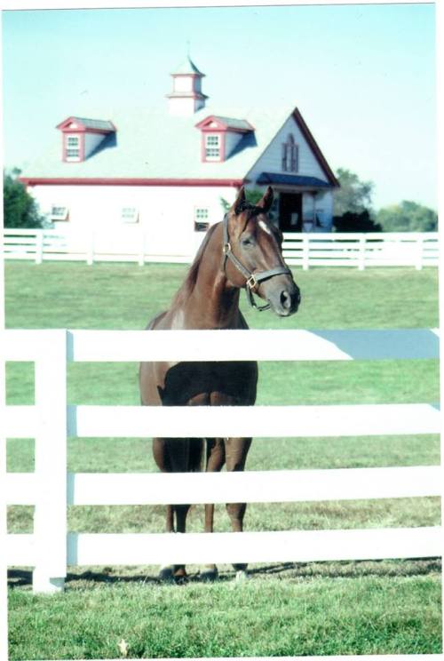 Alydar&hellip;still love you boy