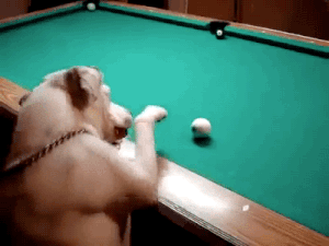jaidefinichon:  Snooker playing dog.