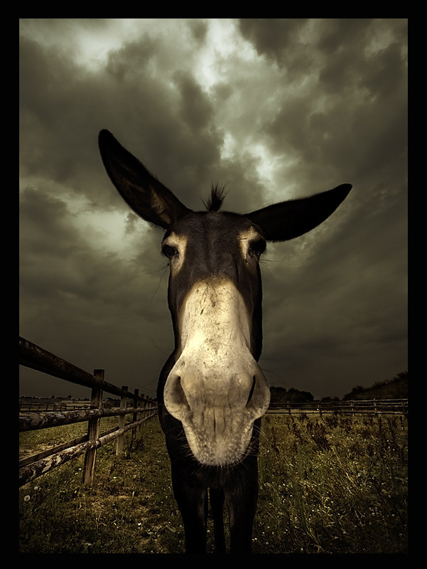 coffeenuts:  Marty my friend by Franck Ploquin - http://bit.ly/1dQ3Zru 