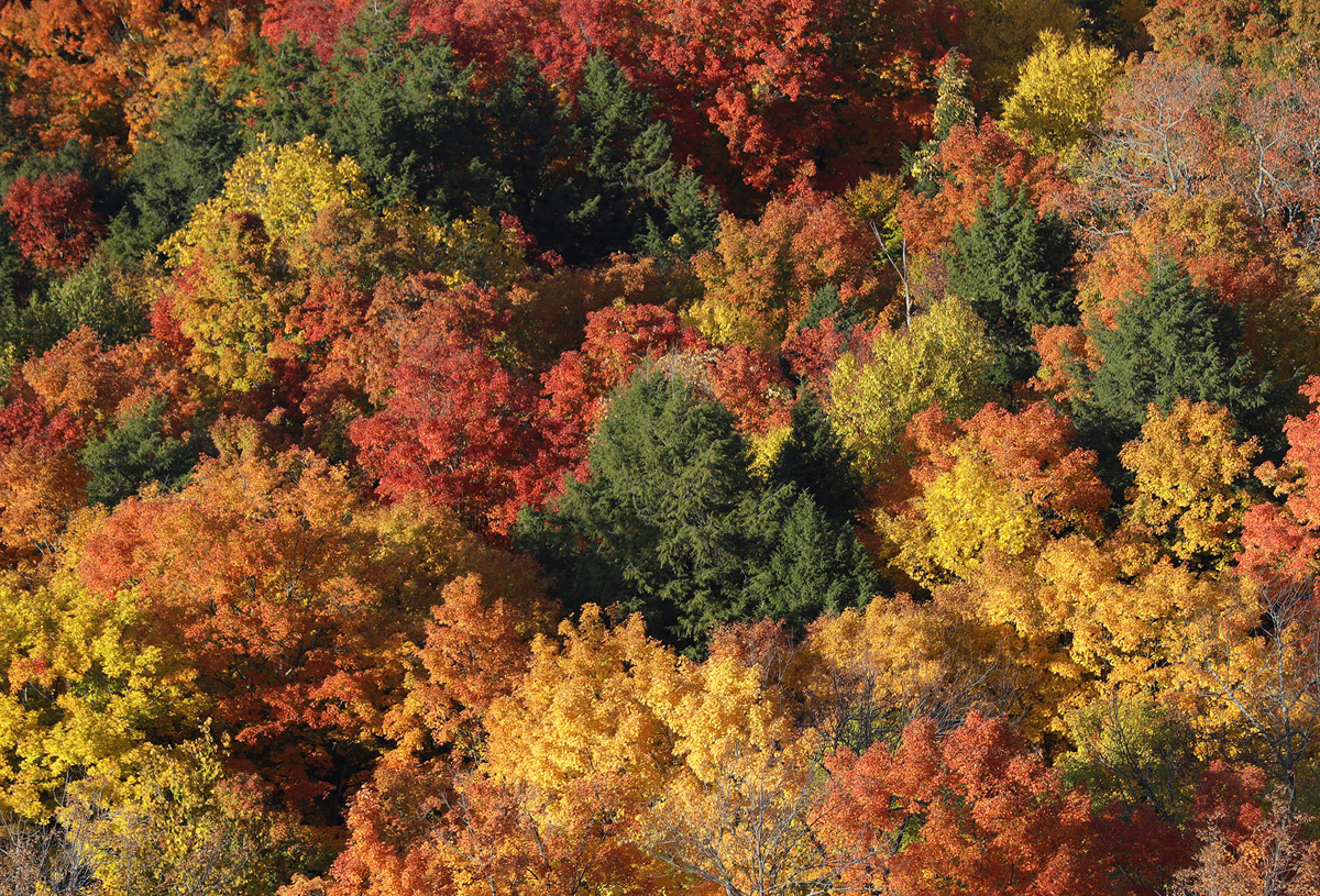 nevver:  Peak Autumn   I swear, that fourth photo looks just like a trail I hike