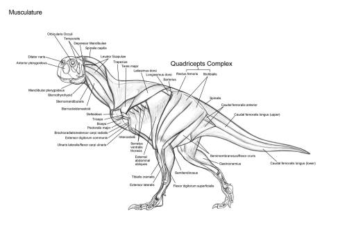 raulramosart: My sketches and designs for week 3 of the creature anatomy course I’m in. Week 3