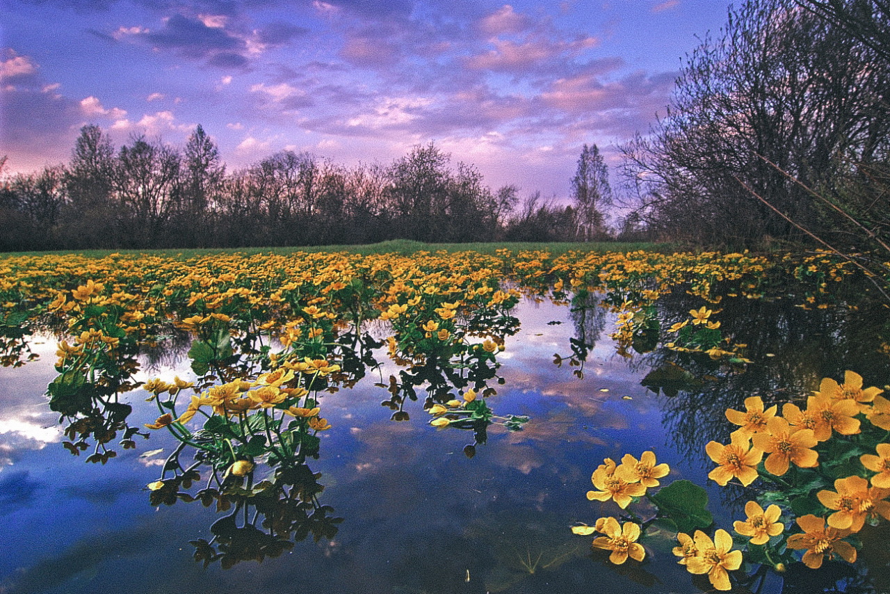 expressions-of-nature: by Alex Klekovkin 