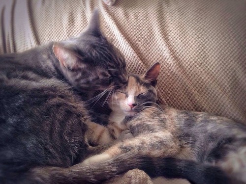 Zero and Lucipurr cuddling(submitted by @witch-bitch07)