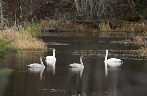 Trumpeter Swan Family and a beaver lodgeFall 2016Haley Crozier