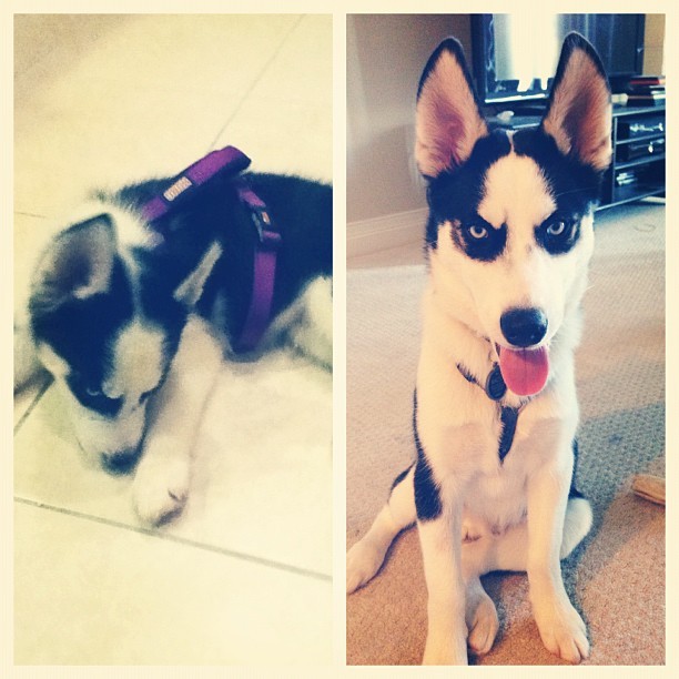 huskyhuddle:  The Wonder Twins, the first year as requested by anon :)Unfortunately