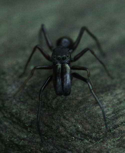 Macro photos of a male ant-mimic jumping spider from the genus Myrmarachne.