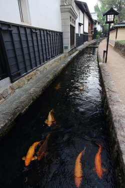 plasmatics-life:  Koi ~ By Teruhide Tomori