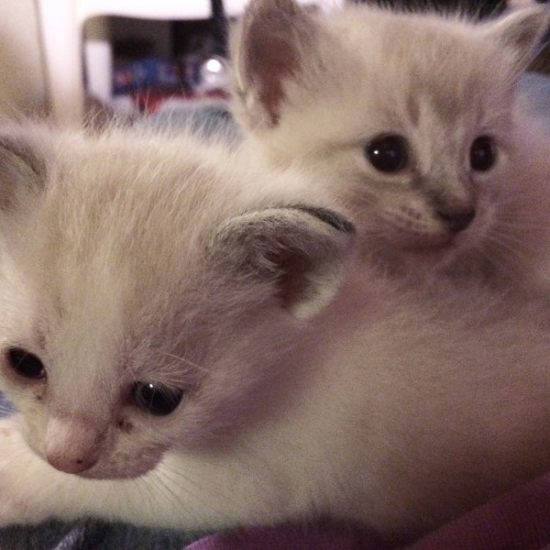 petitetimidgay: This is munchkin and buttercup. They like to take naps and cry (just like me). Hope 