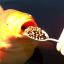 two-golden-koi-fish