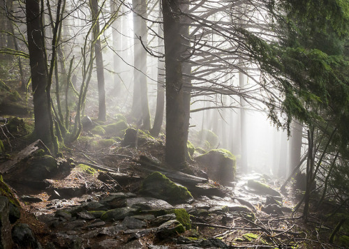 Hiking Into The Fog by Sarah Dove Chandlerwebsite | facebook | twitter | instagram