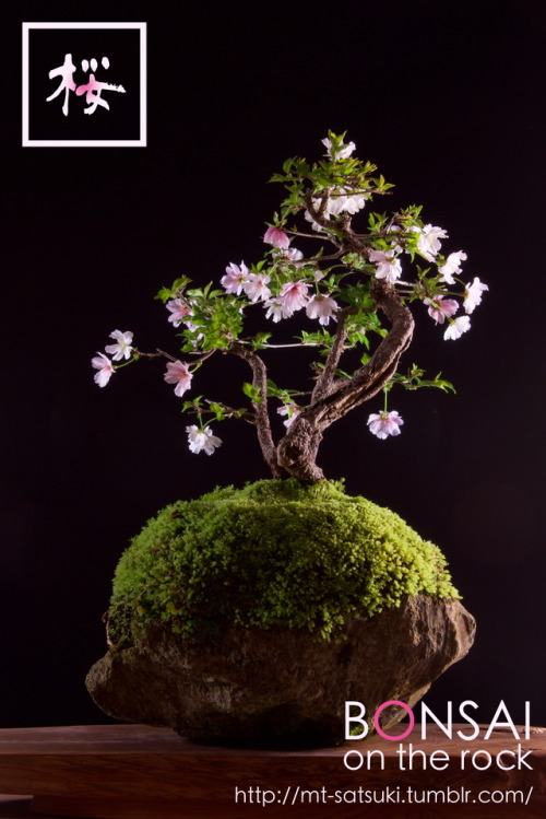 桜（サクラ）の盆栽SAKURA, Cherry blossom bonsai on a rock2017.4.15 撮影bonsai on the rock| Creema | BASE |