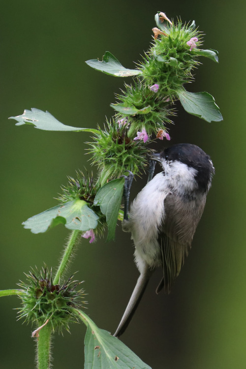 A marsh tit/entita picking seeds. 