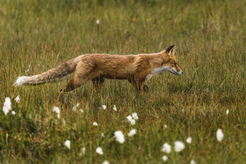 90377:Fox Hunting by Viggo Johansen